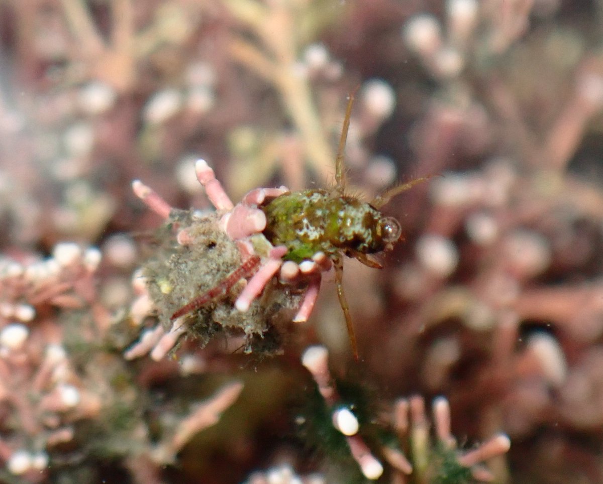 三日月あかり🌘生き物ちょっと好き🌒 tweet media