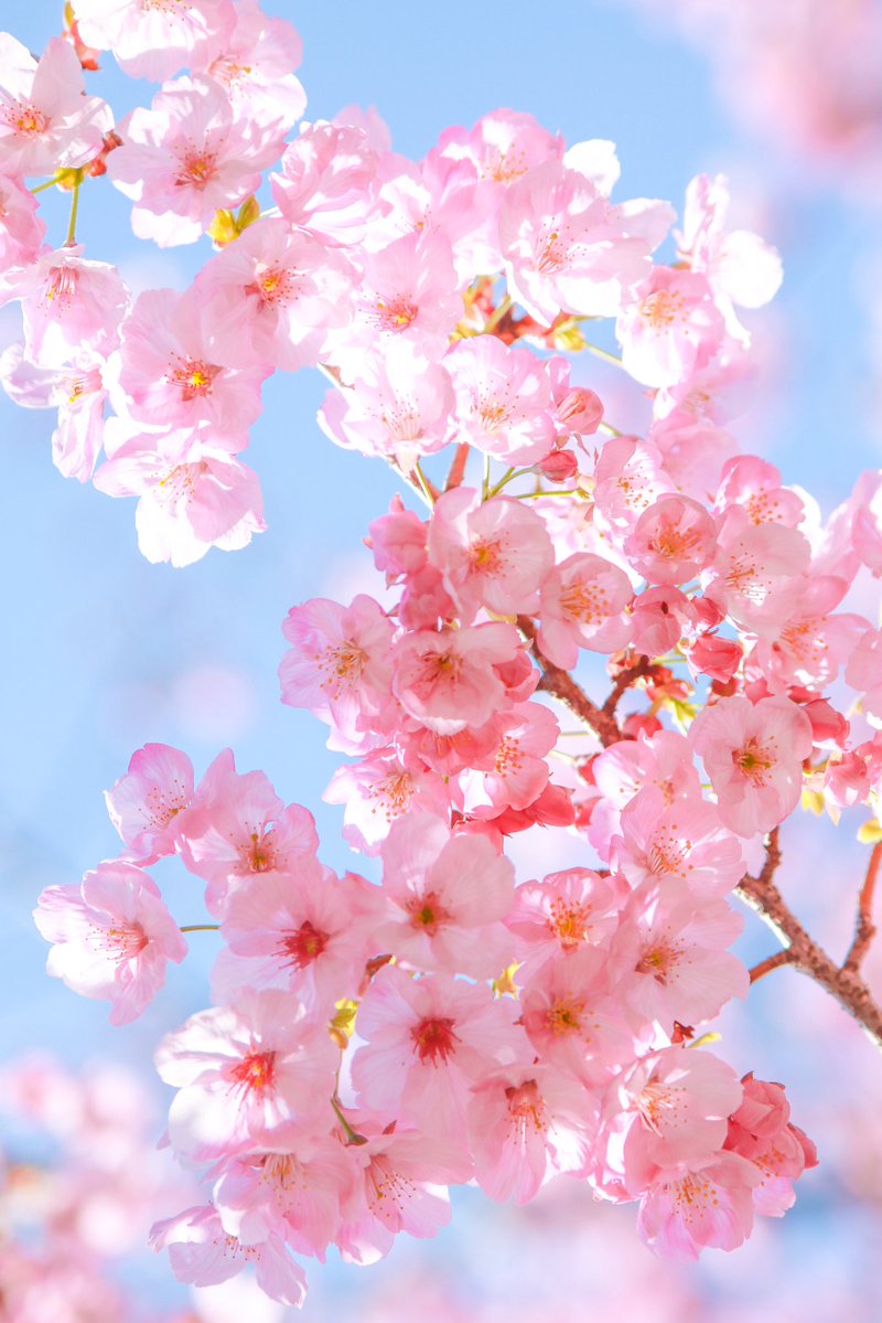 カラフル写真家Ayane.🌈 tweet media