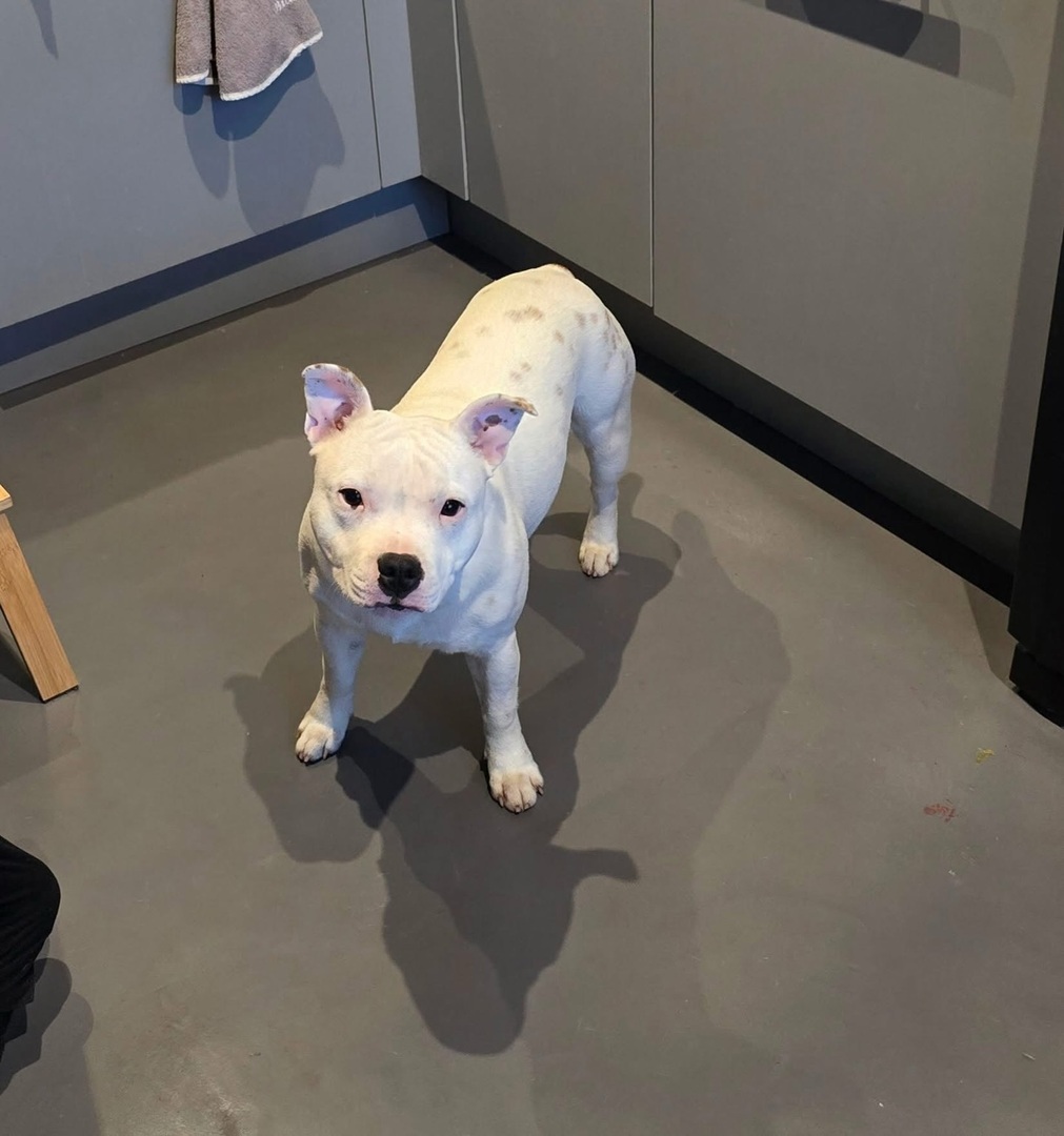 VigiPets.fr tweet media