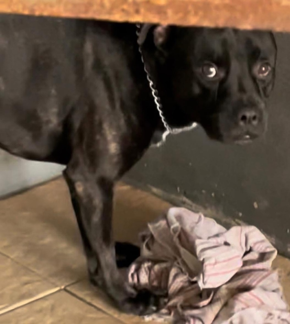 VigiPets.fr tweet media