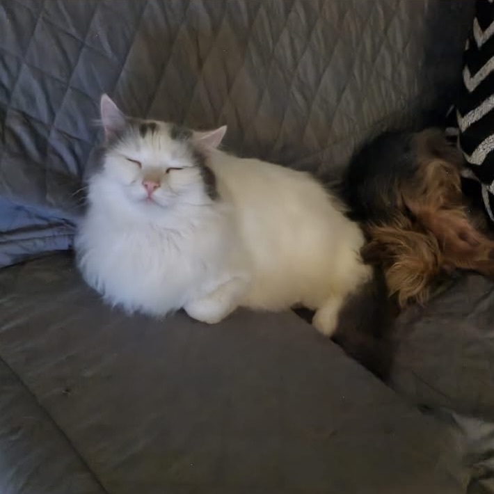 VigiPets.fr tweet media