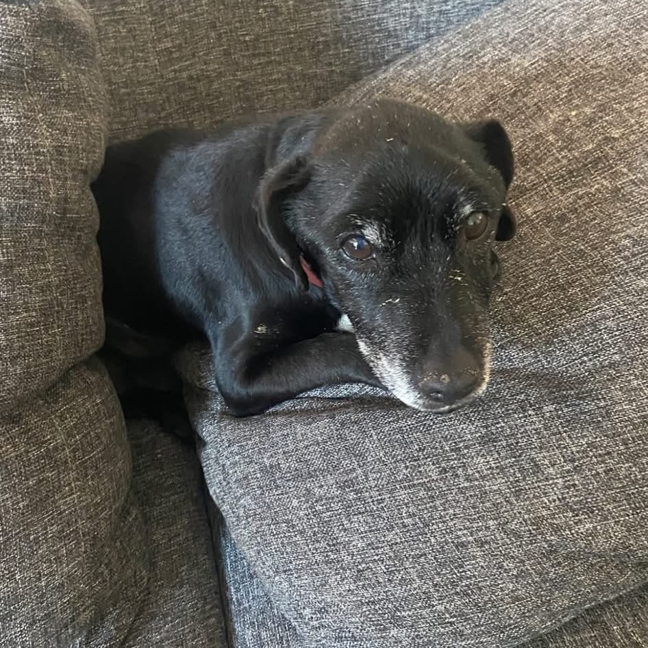 VigiPets.fr tweet media