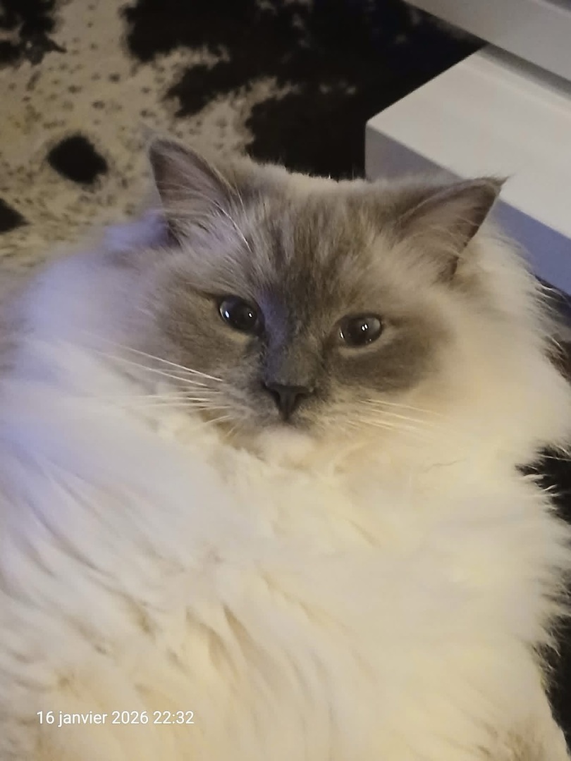 VigiPets.fr tweet media