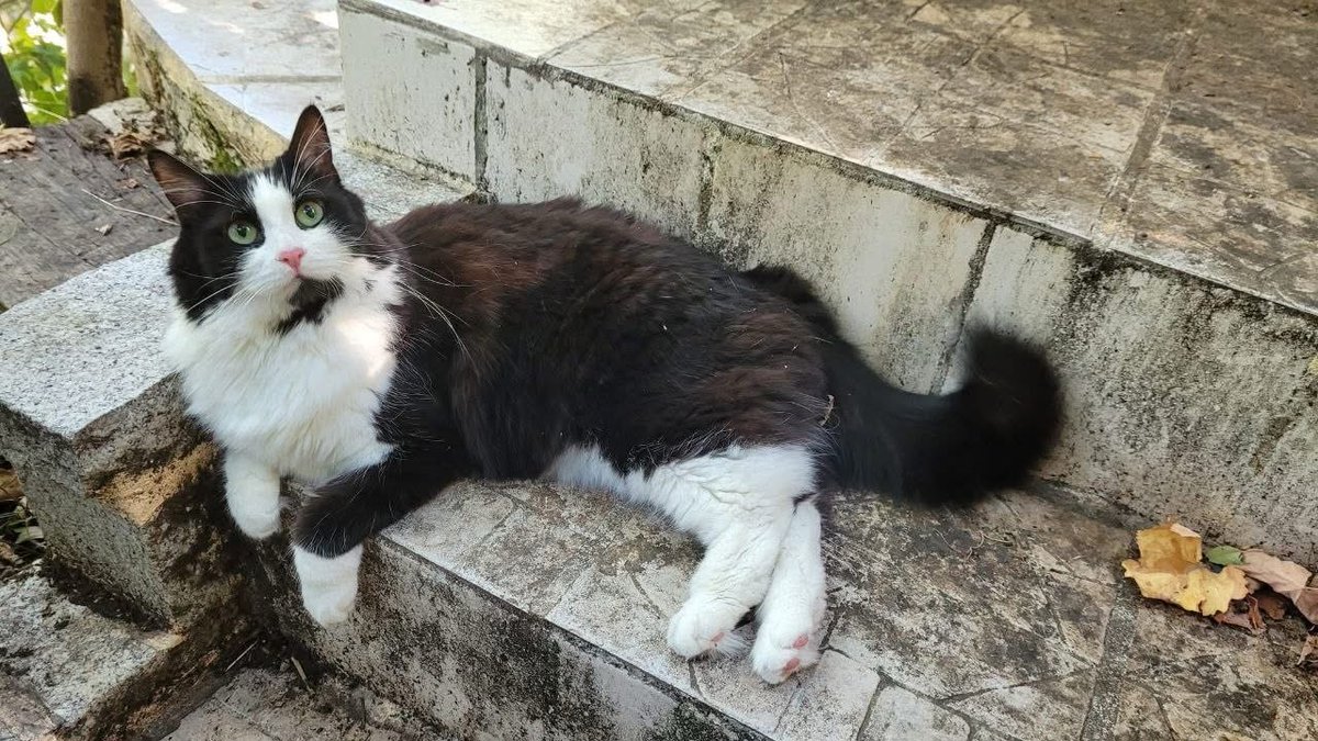 VigiPets.fr tweet media