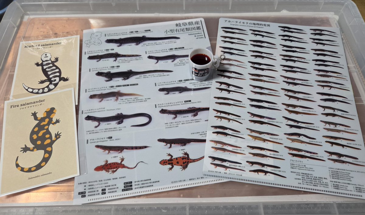 サラマンニュート tweet media