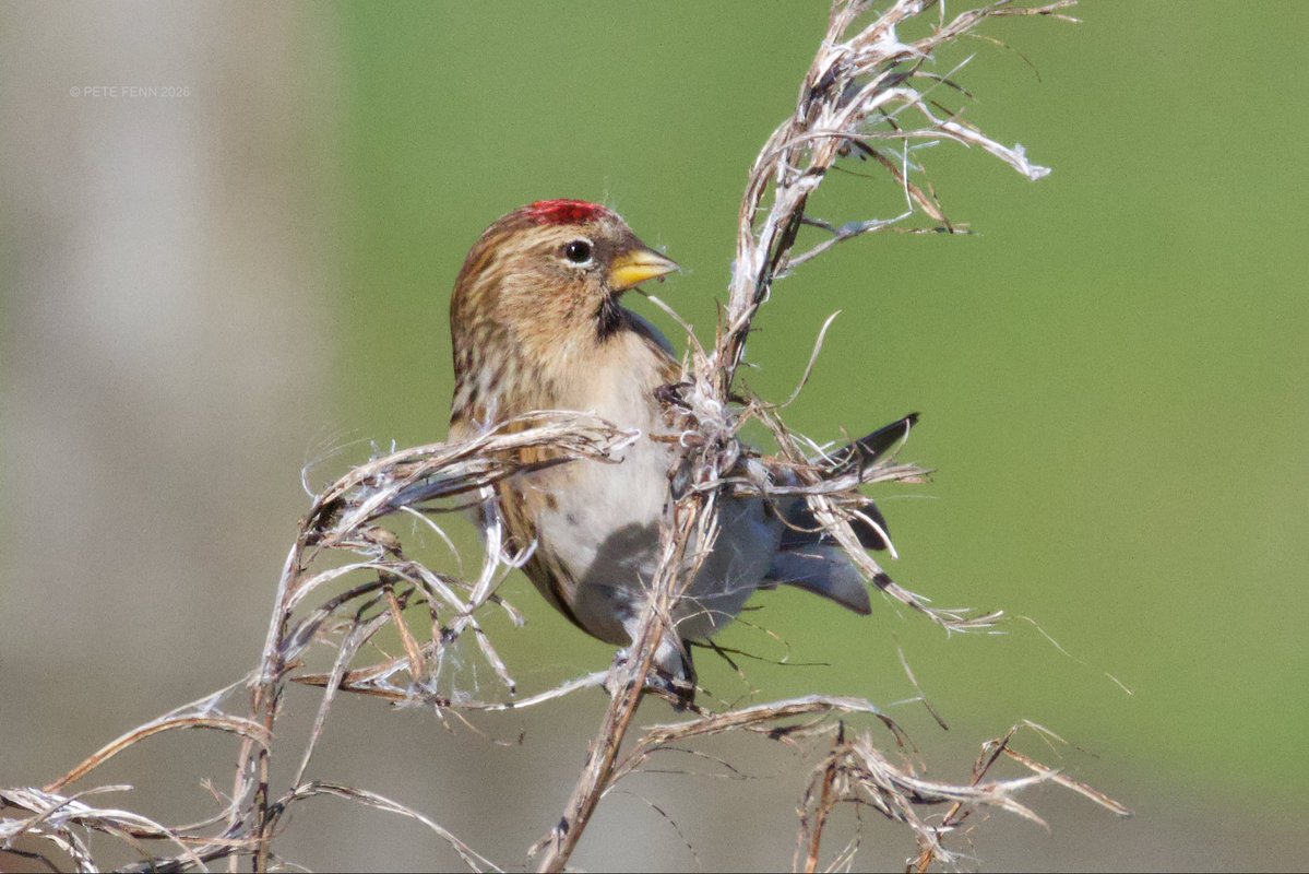 Martine Fenn tweet media