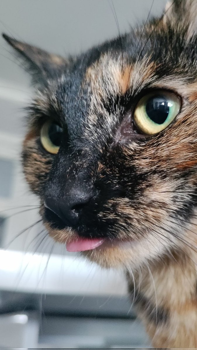 Dr Andy Smith (@evilokapi.bsky.social) tweet media