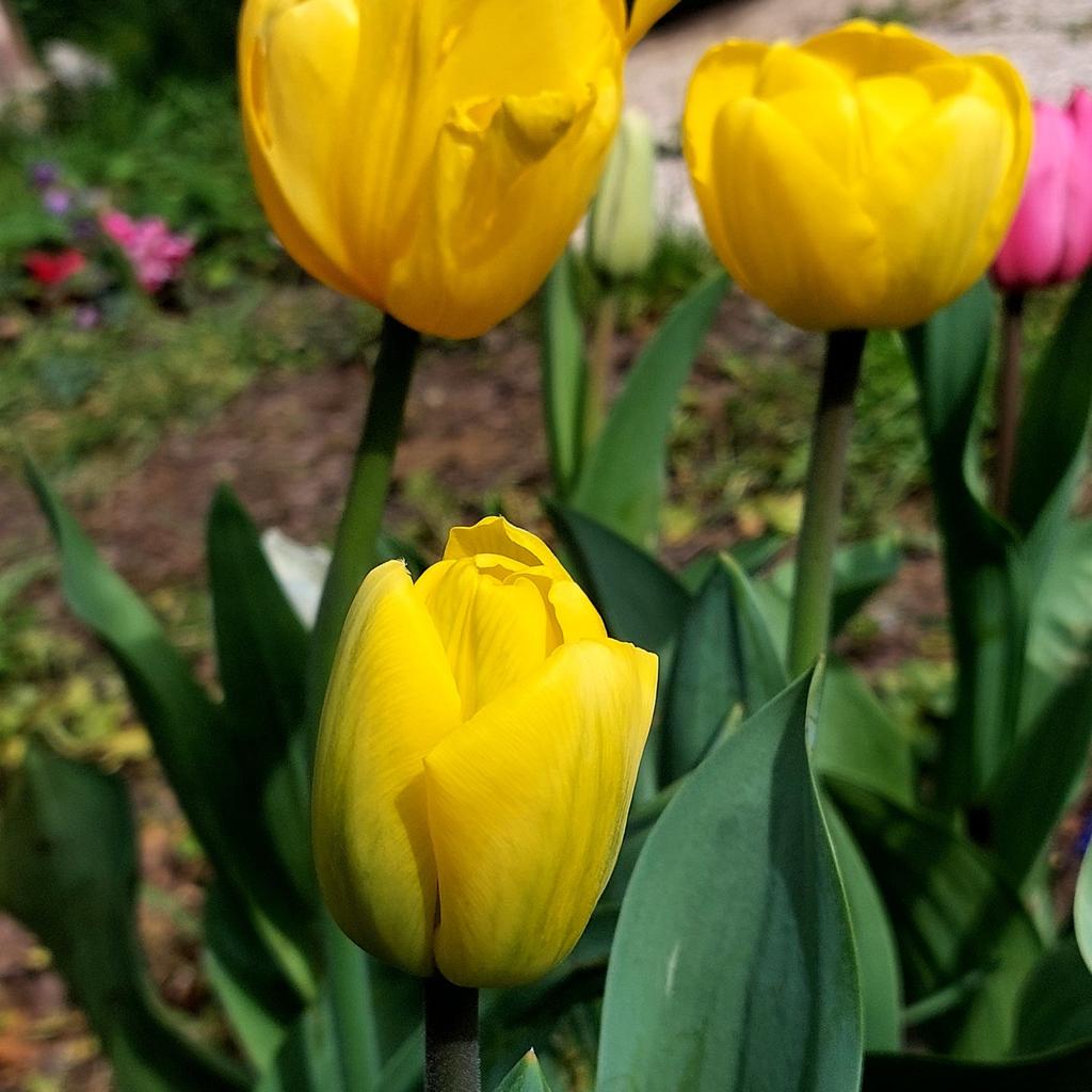 Non so incontrare la Primavera
con distacco
sento l'antico desiderio
un'urgenza a un protrarsi,
mescolata,
una licenza d'esser bella  una  competizione nei miei sensi
con qualcosa, nascosta in lei
e quando svanisce,
il rimorso
di non aver visto di più di lei

Emily Dickinson