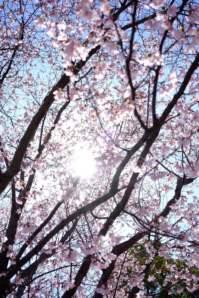 S.snafkine tweet media