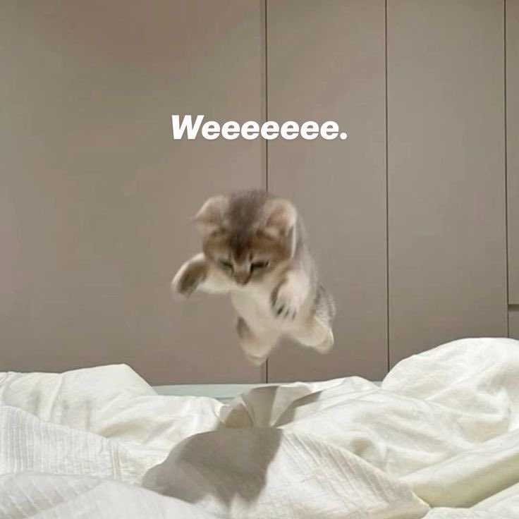 يمكن عُـلا tweet media