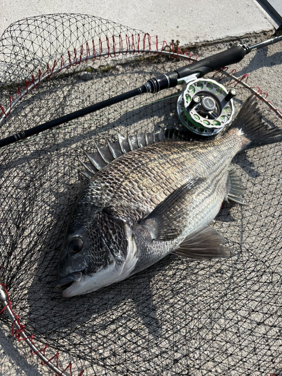 3s_fe's tweet photo. 午後から２匹🐟🎣 https://t.co/K4rmPqS1gy