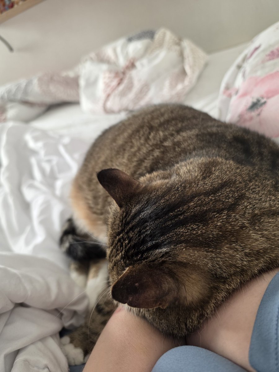 olyapka (Proud Ambassador of Barsik) tweet media