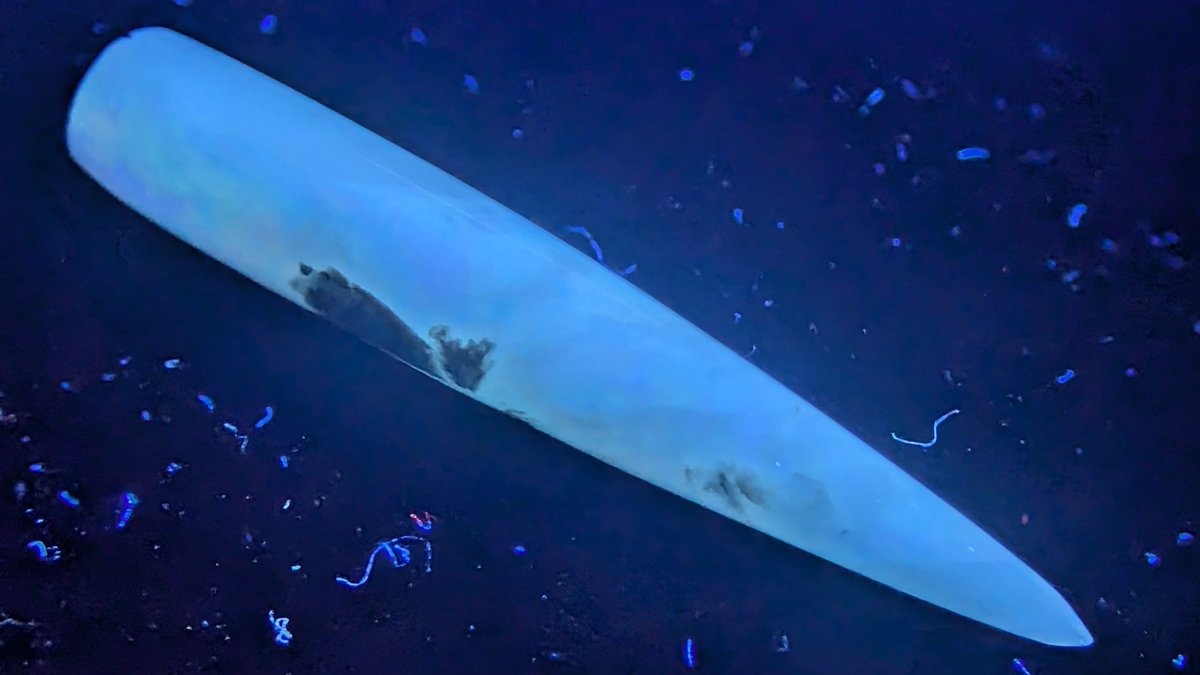 ひのき@いんくぉーつ🐎 ͗ ̖́- tweet media