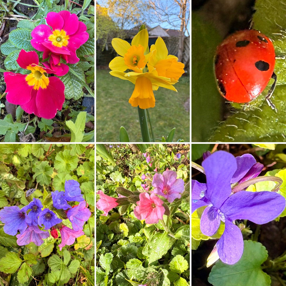 barbosavl's tweet image. Good morning with a selection of flowers and a ladybird from my garden this week for #SixOnSaturday and to welcome spring.
Have a fun weekend!
#flowers #wildflowers #ladybird #garden  #MyGarden #Spring #FlowerPhotography #SaturdayMotivation