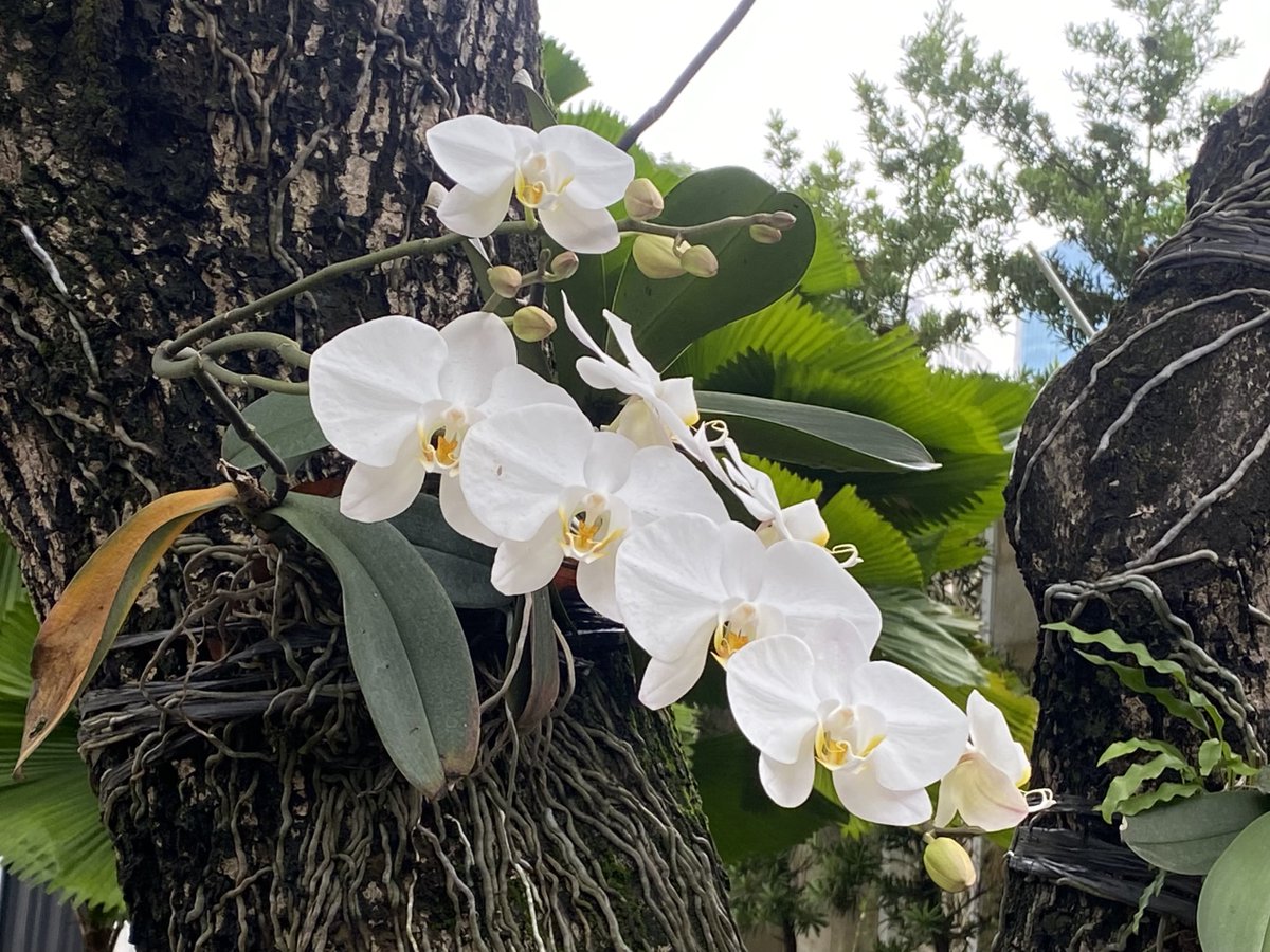 راديتا Raditha tweet media