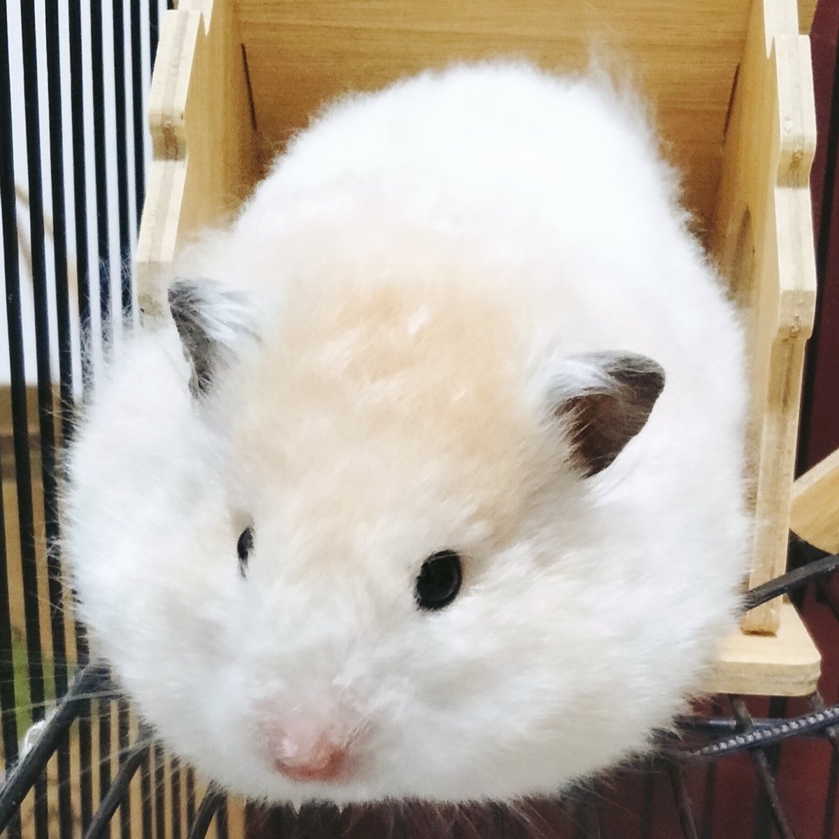 BareMueran tweet media