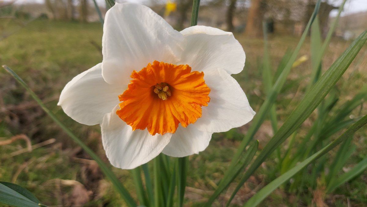 netherfield 🌻 tweet media