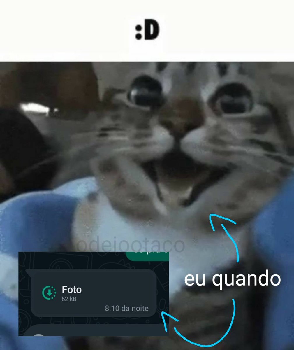 perfil dedicado a gatinhos e peitos tweet media