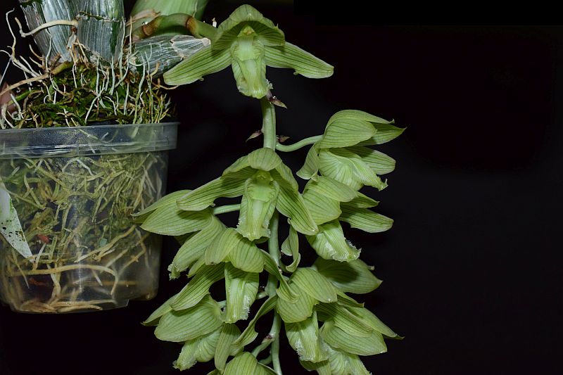 ElaOrchids tweet media