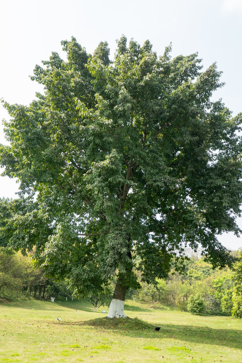 renhongji1990's tweet image. 今天的校园，太阳下午2点后才有～
#CQU