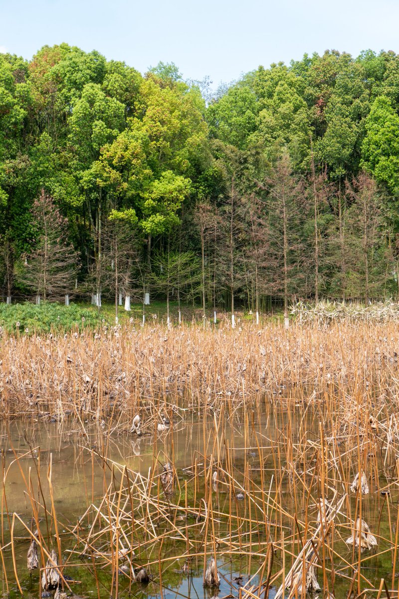 renhongji1990's tweet image. 今天的校园，太阳下午2点后才有～
#CQU