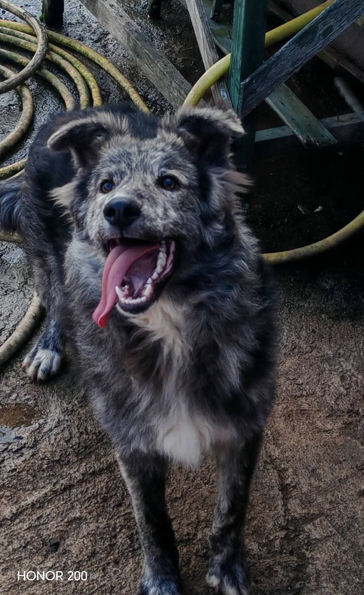 unonlus's tweet photo. #Grey aspetta ancora in un box a Palermo, ma può raggiungerti ovunque! Futura taglia media, sano, vaccinato e chippato. Non lasciamo che cresca in canile. Solo veri amanti animali, no solo giardino. #cercafamiglia
​🆘🆘🆘
📞 Info WhatsApp: 3278169412 o 3926145912
#marj https://t.co/AO6GKSm1SO