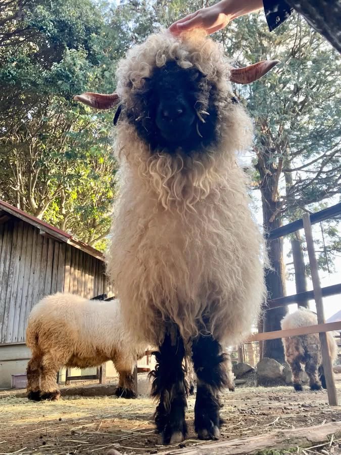 はなまるかけだしうどん tweet media