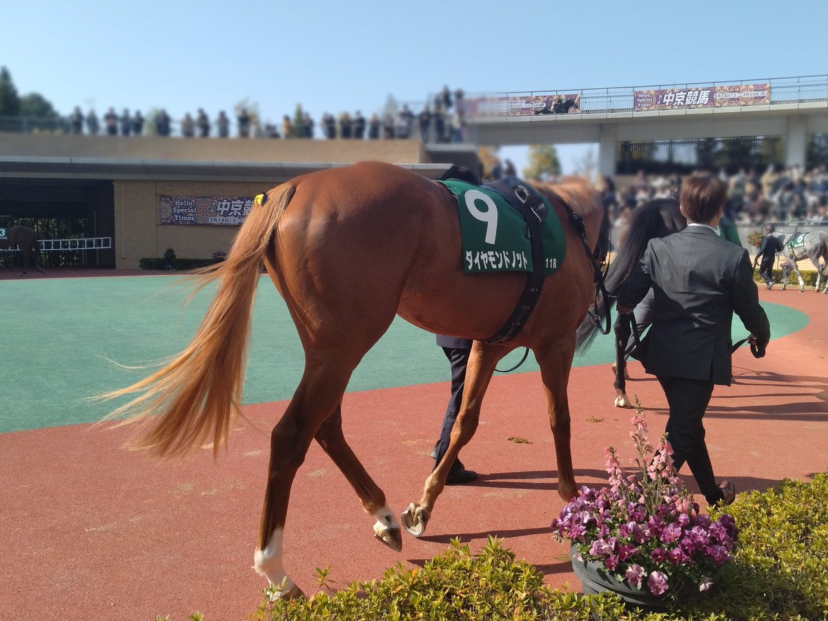 yzero42829428's tweet photo. 🐴📷️
#ダイヤモンドノット
#ファルコンS https://t.co/htAvQJ1gGn