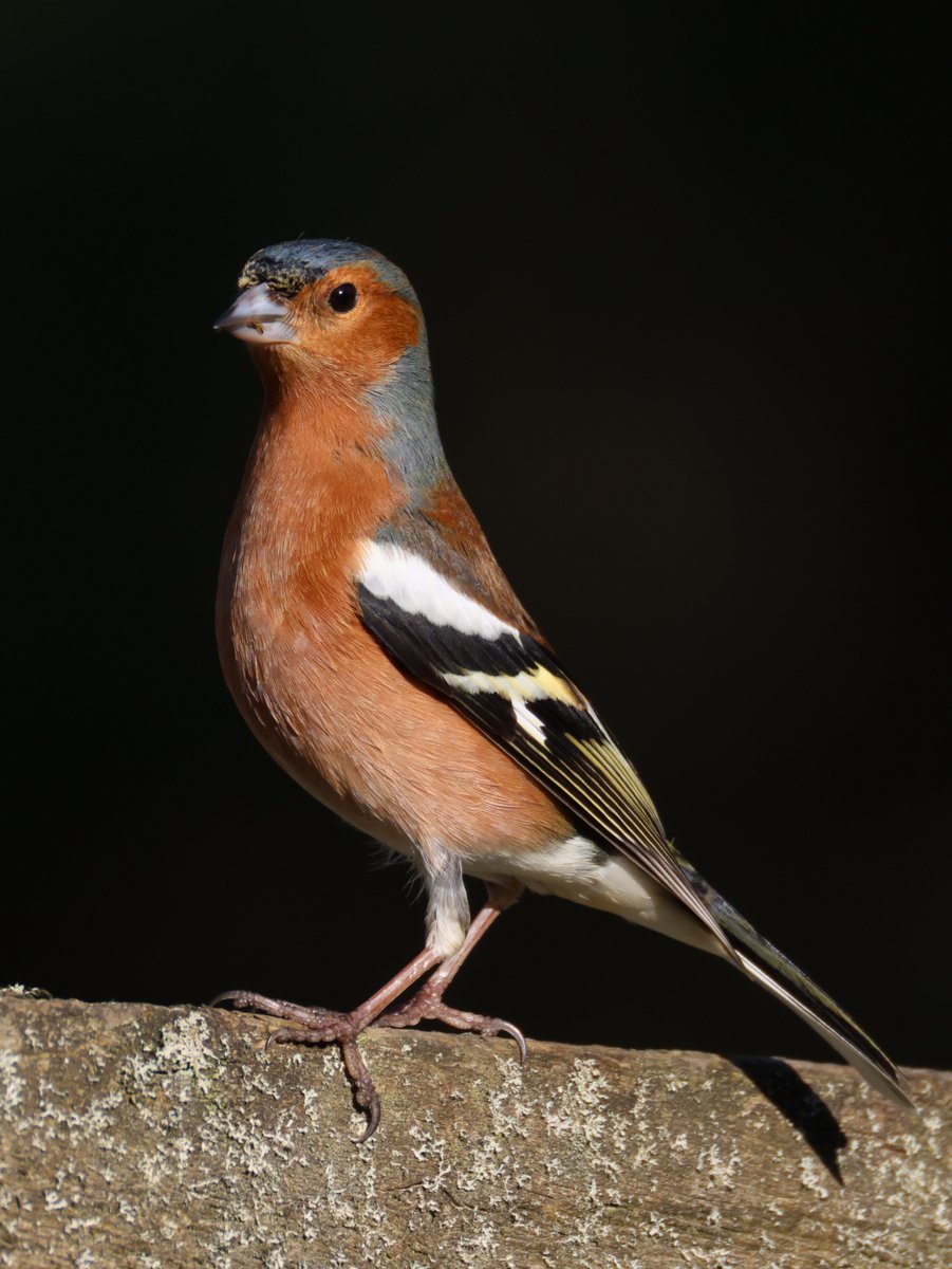 Trebor 1456 tweet media