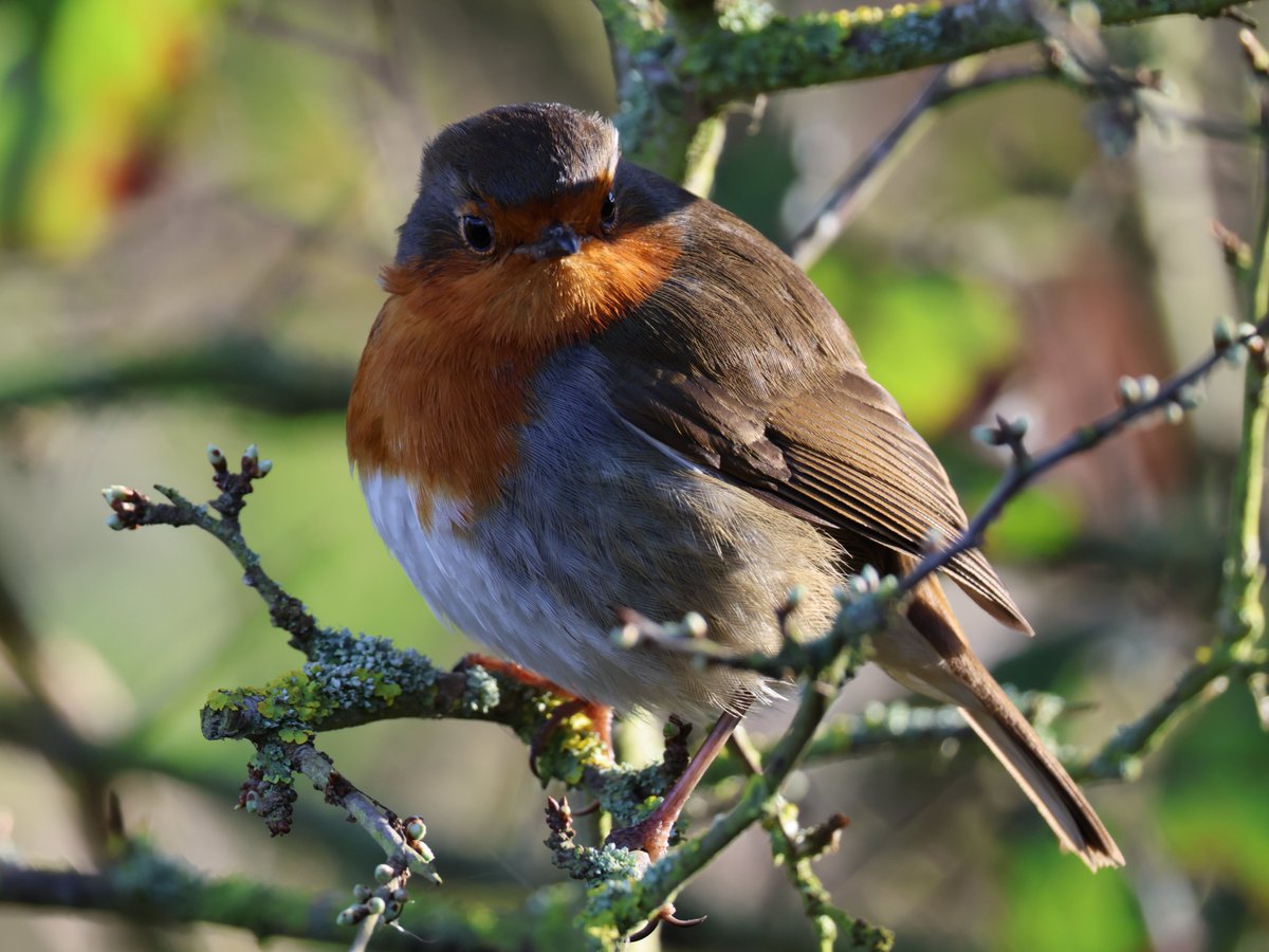 Trebor 1456 tweet media