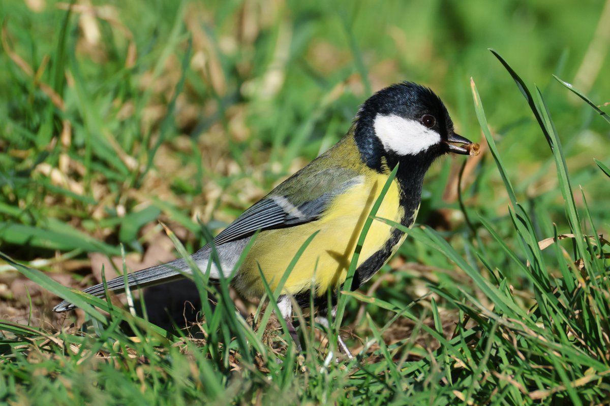 Trebor 1456 tweet media