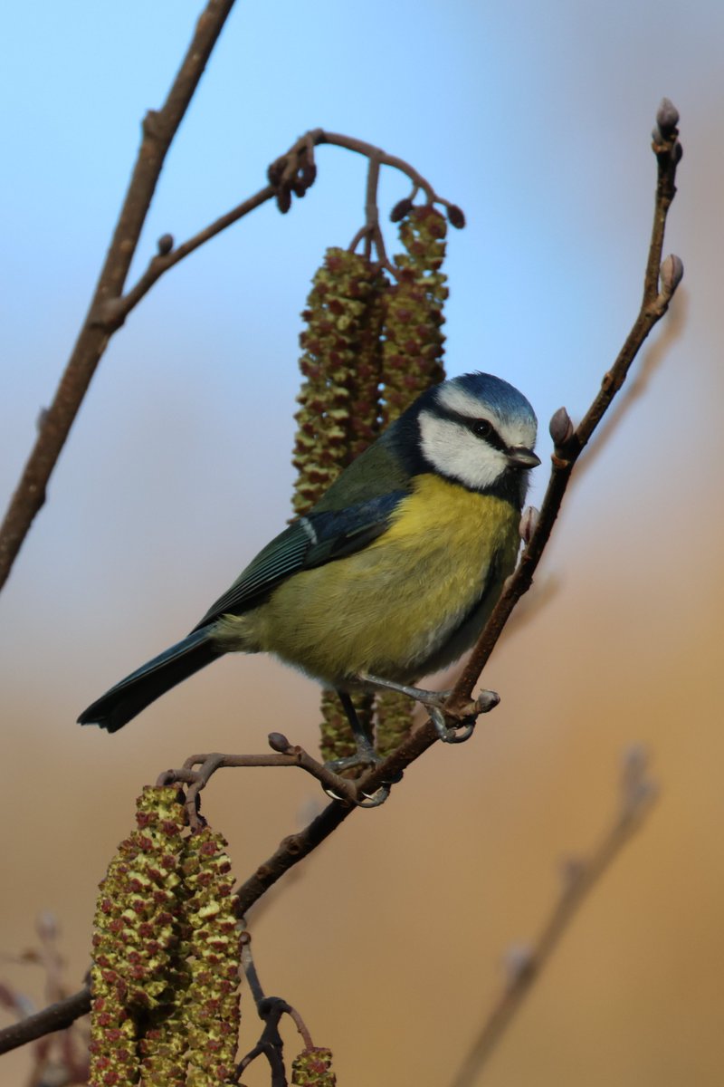 Trebor 1456 tweet media