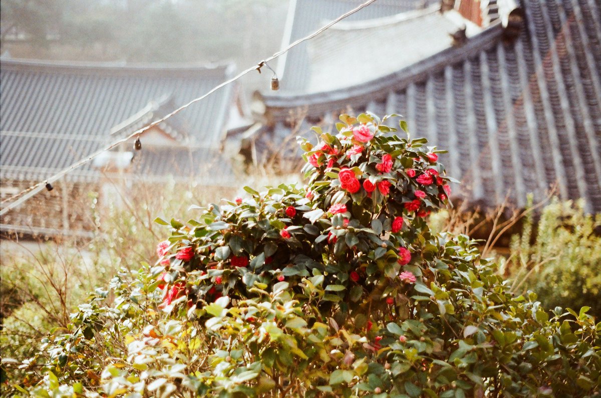 함바그 tweet media