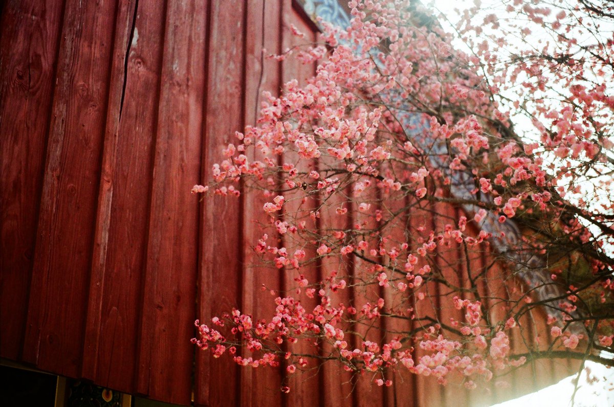 함바그 tweet media