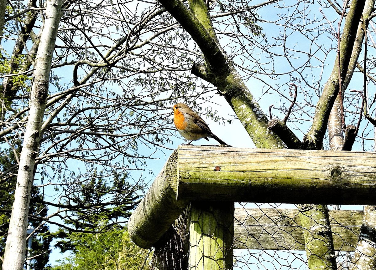 pac1610's tweet photo. Enjoying the sunshine on #mywalk! π©΅π¦π©΅ @ThePhotoHour @StormHour @StormHourMark #spring #NaturePhotography https://t.co/DnEj3Nzb7c