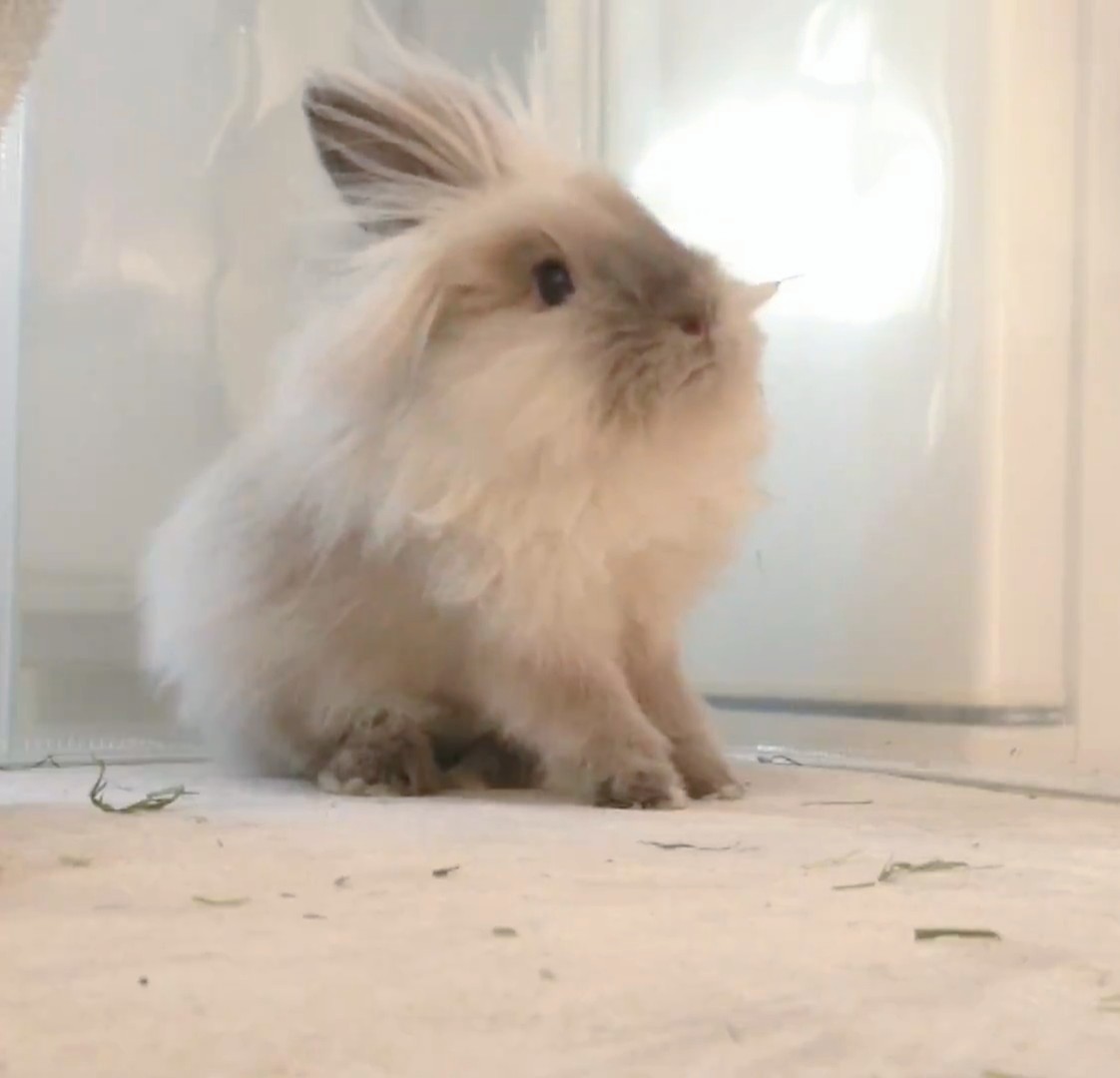 ころも・Y・の飼い主 tweet media