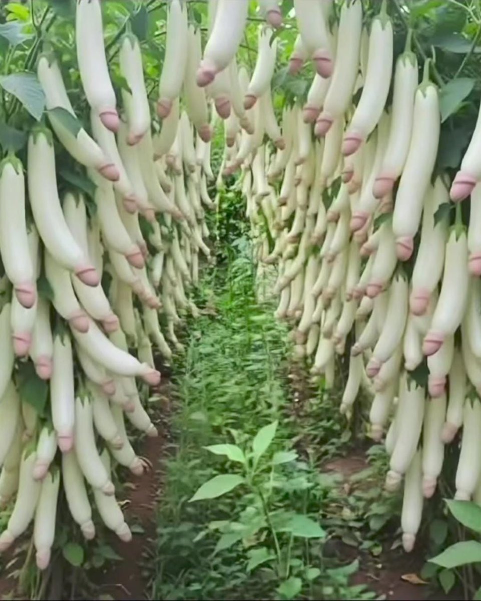 Snowman❄️🍁❄️👎 No DM's Baron333 BlueSky tweet media