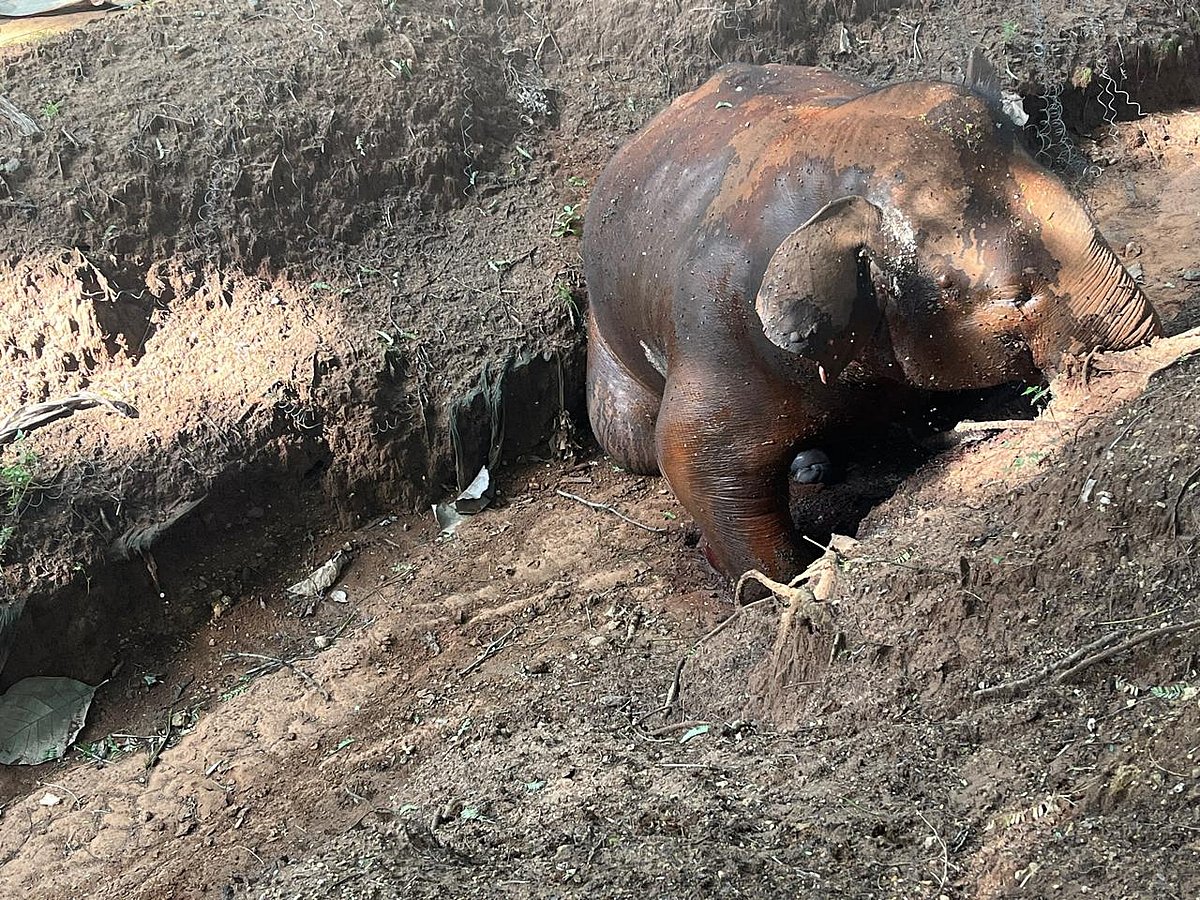 Save The Asian Elephants tweet media