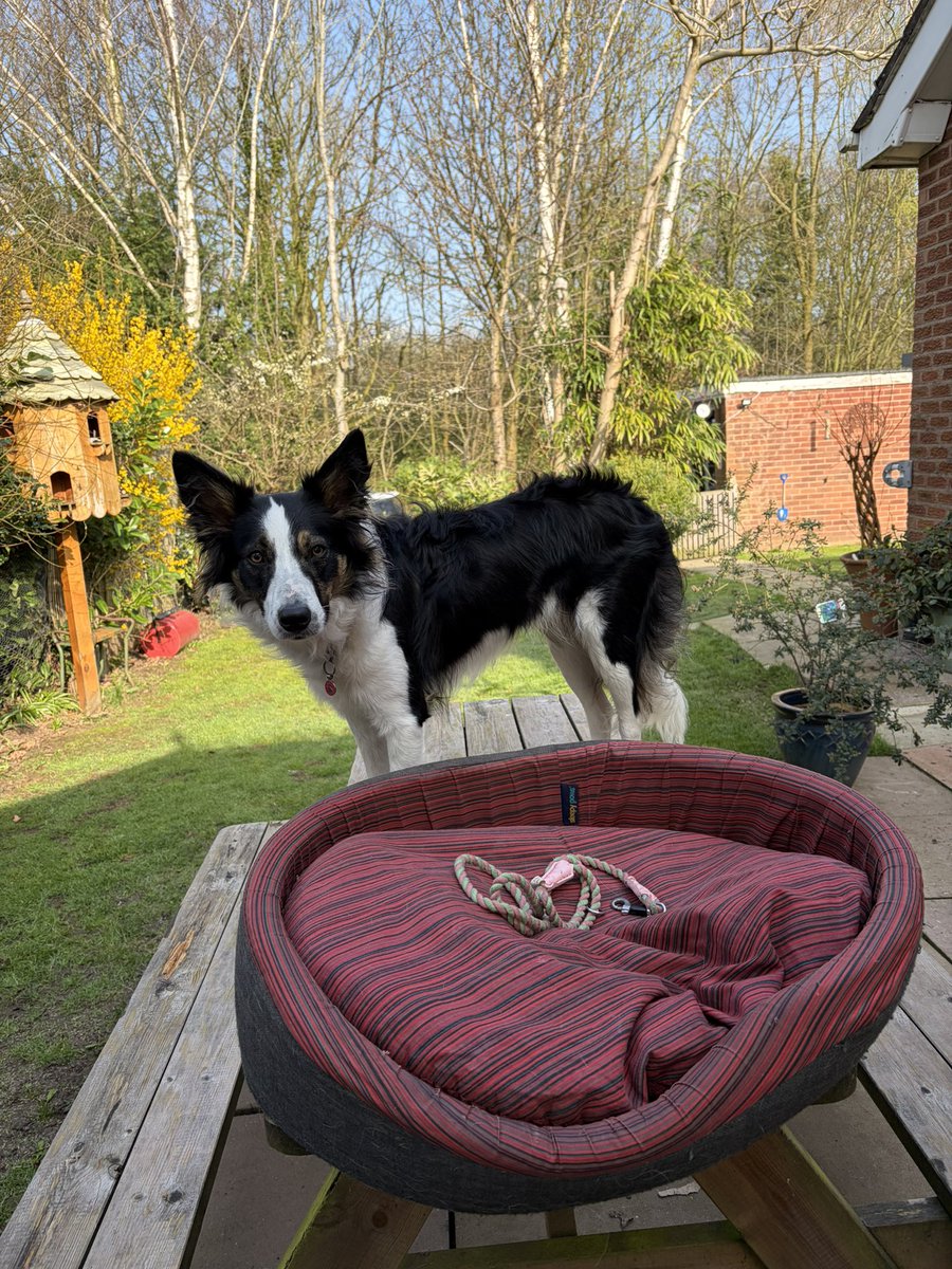 Puppy Bess and Auntie Kes tweet media