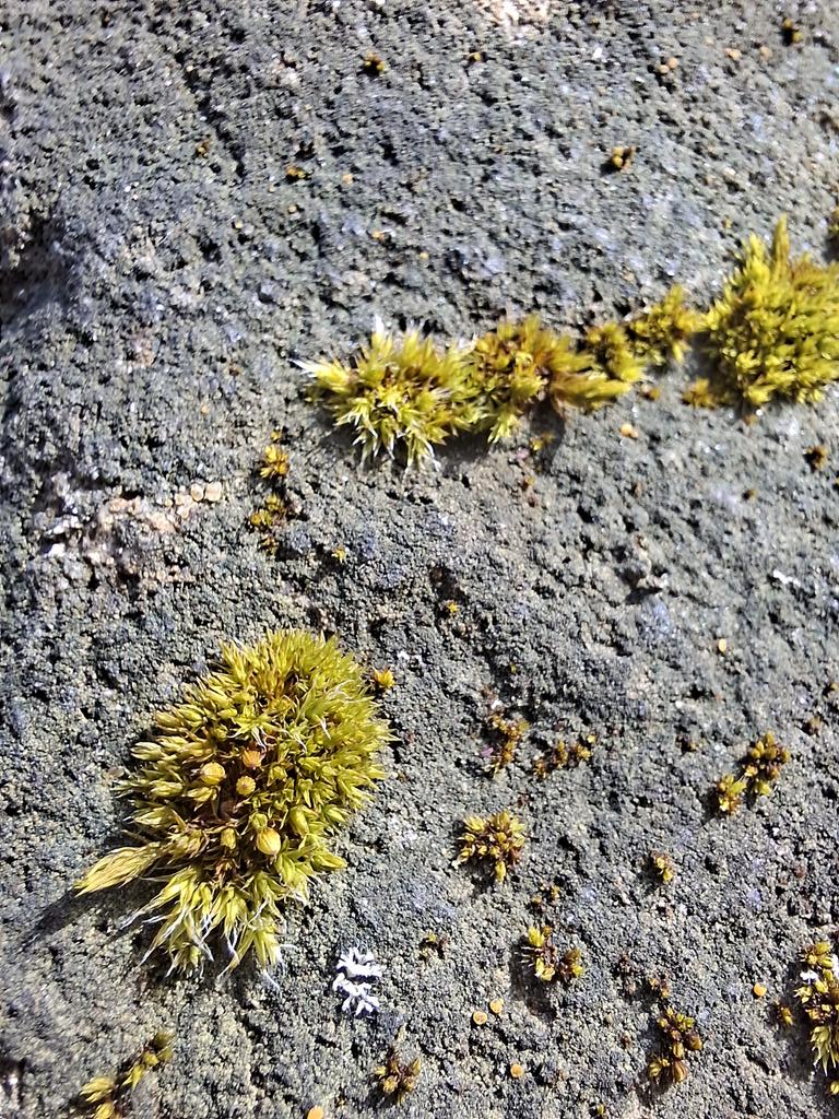 тупой лев tweet media