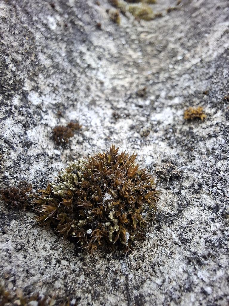 тупой лев tweet media