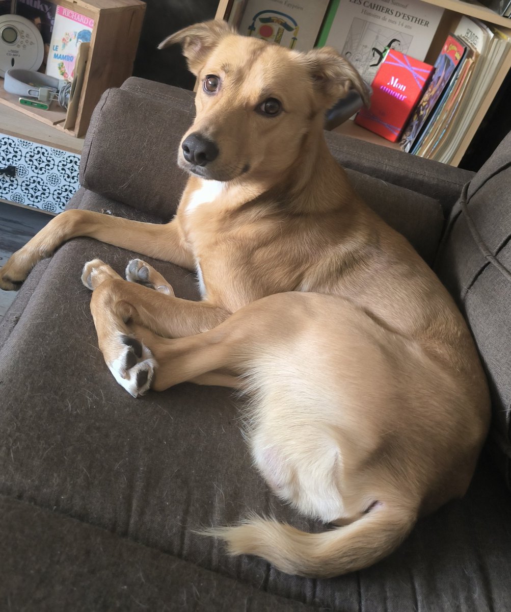 🚩🏴Vegan Antispéciste نوني 🇫🇷ⵣ🇲🇦𓂆☪️ tweet media