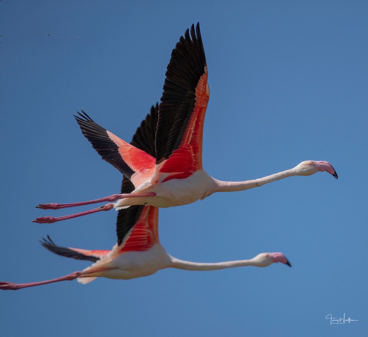 tonywootton7's tweet photo. Flamingos heading back to Reserva Natural de la Laguna de Fuente de Piedra, getting ready for the season ahead. https://t.co/3hy0j2cTdp