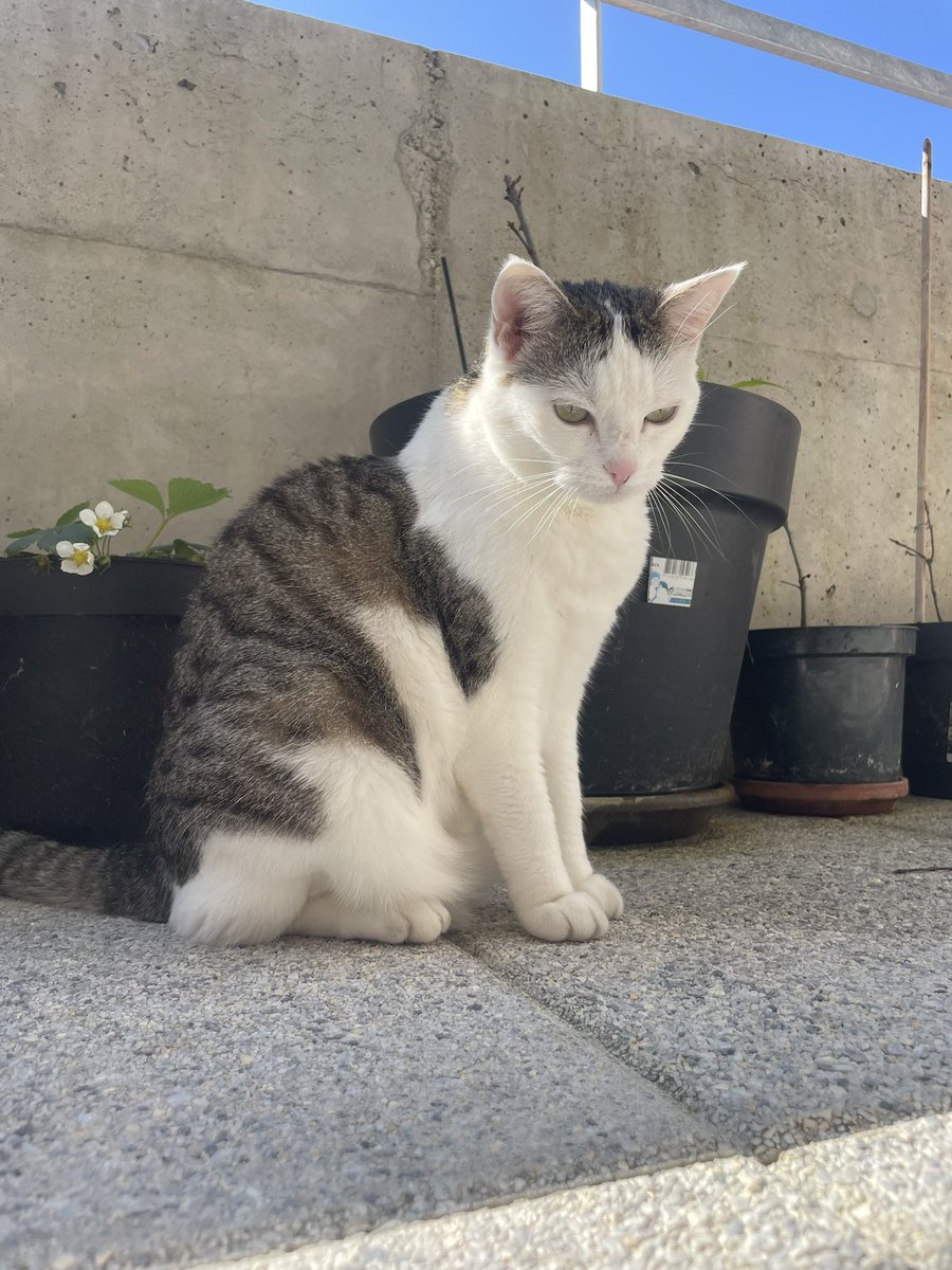 Mimouz & Fufu took control tweet media