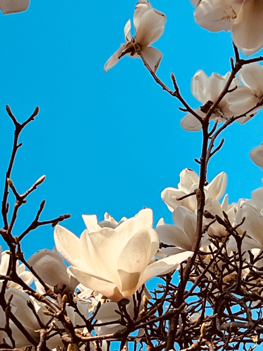 花繰あづみ tweet media