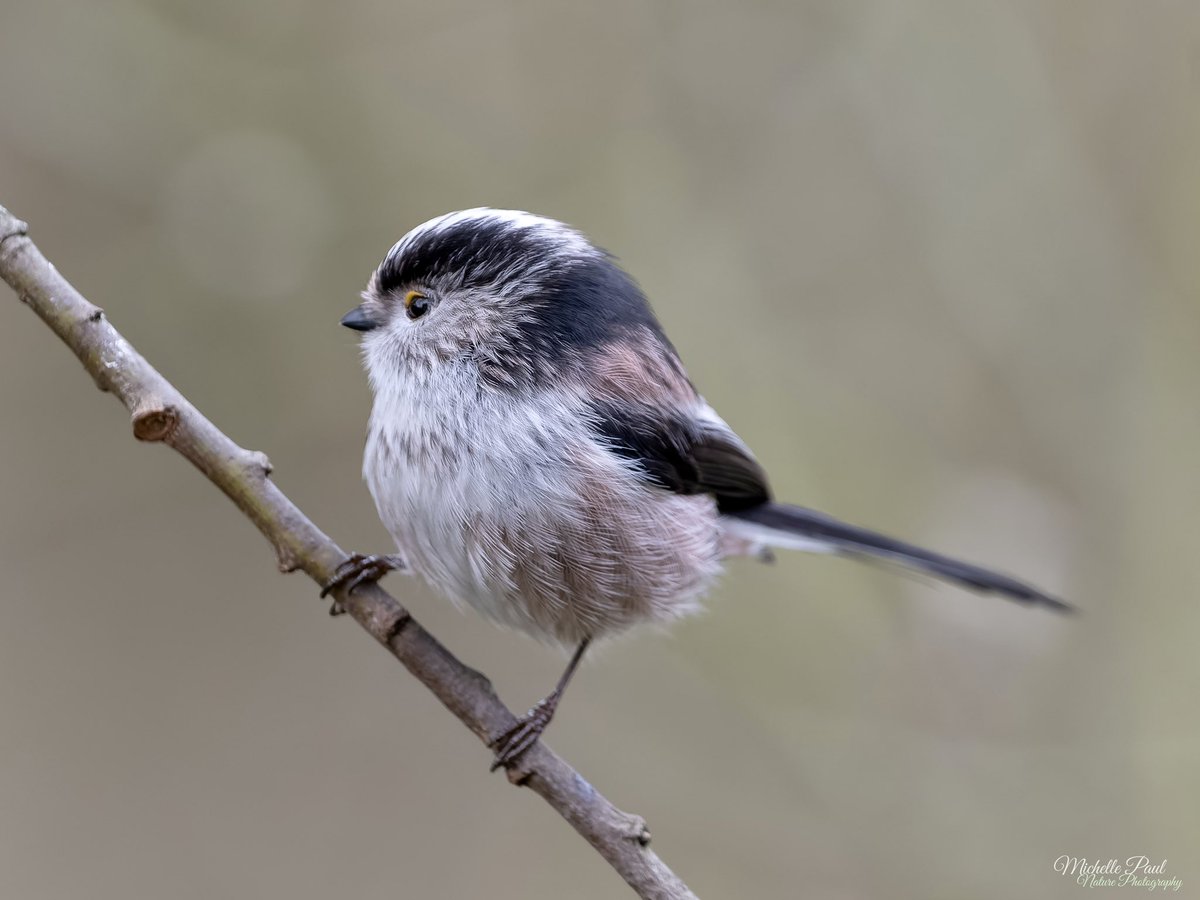 Michelle Paul tweet media