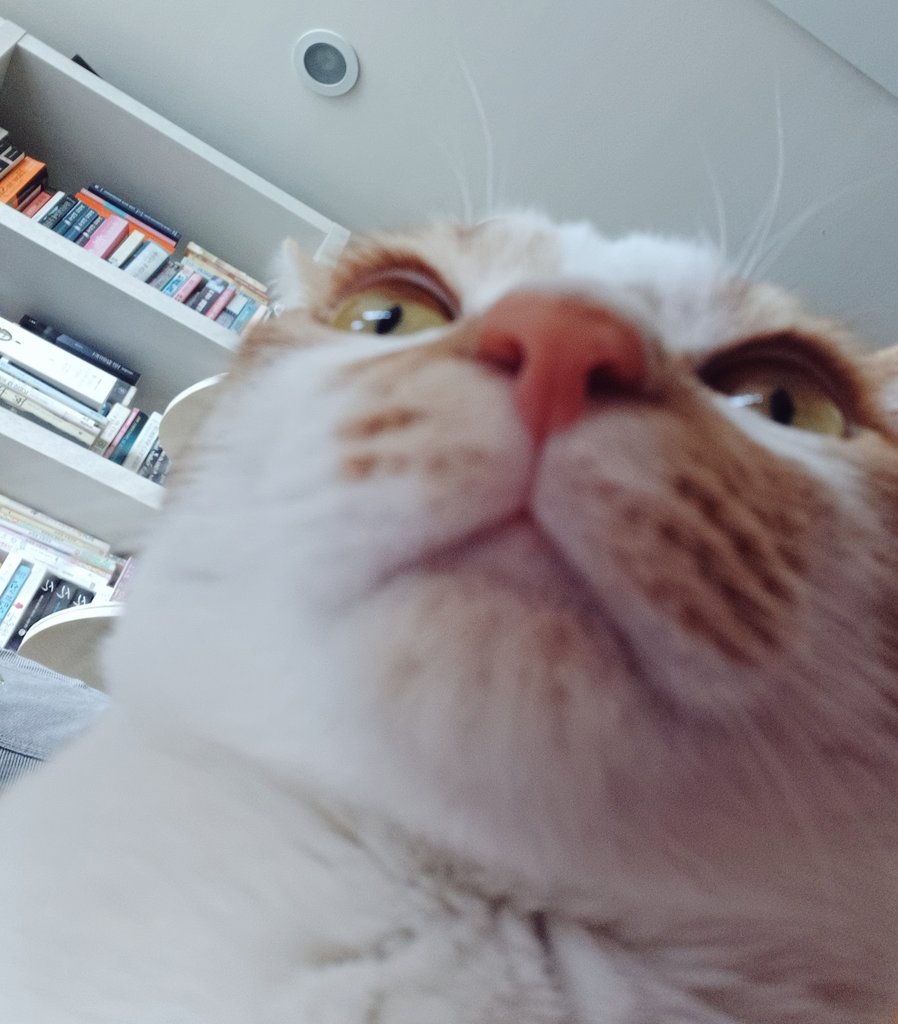 탱자(냥이) tweet media