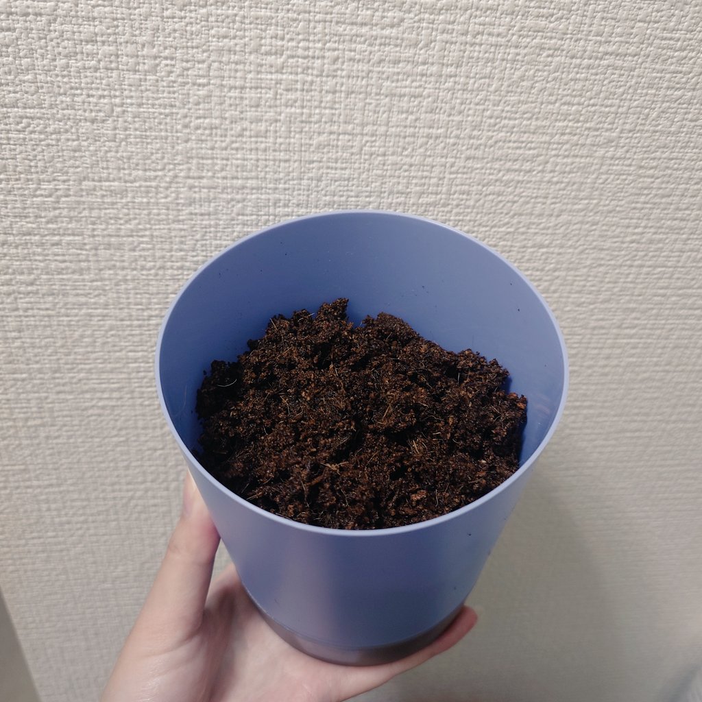 ネモフィラ植えてみた〜ちゃんと育つかな