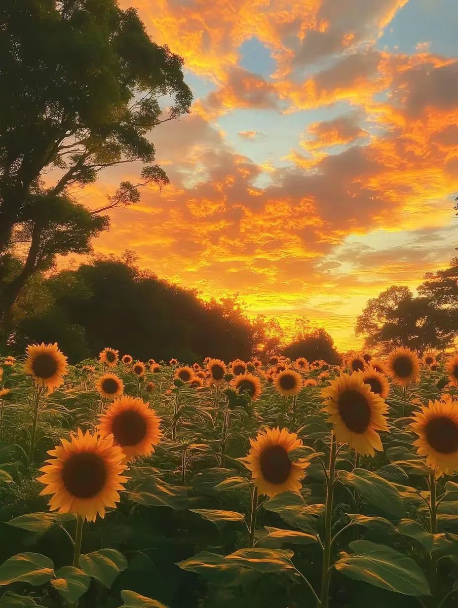 adele scott tweet media