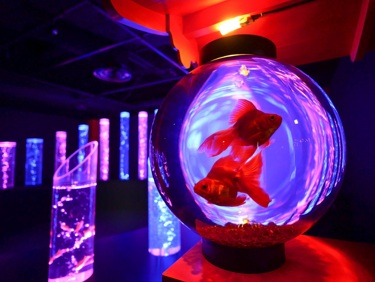 カメラ専門店 マップカメラ【公式】 tweet media